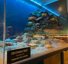 Display in the 'Rock Room' depicting the Devonian Reef.